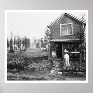Póster Gatos caseros Fairbanks Alaska 1916