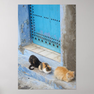 Póster Gatos, Chefchaouen, Marruecos