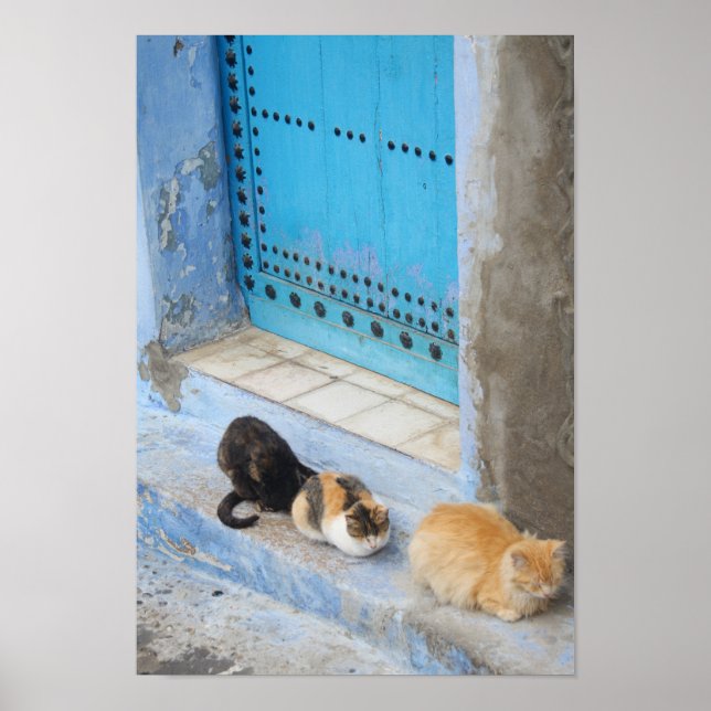 Póster Gatos, Chefchaouen, Marruecos (Frente)