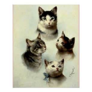 Póster Gatos cortos
