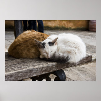 Póster Gatos cretenses durmientes