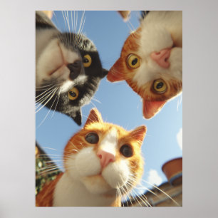 Póster Gatos curiosos mirando hacia abajo
