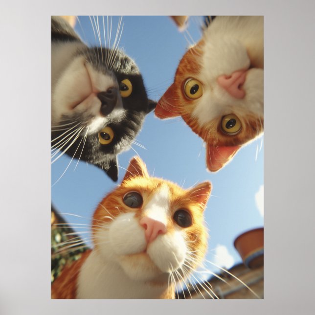 Póster Gatos curiosos mirando hacia abajo (Frente)