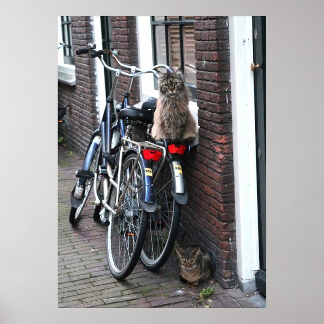 Póster Gatos de Ámsterdam en foto de bicicletas (Frente)