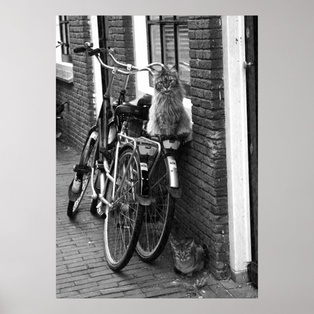 Póster Gatos de Ámsterdam sobre bicicletas Foto en blanco (Frente)