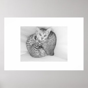 Póster Gatos de Bengala