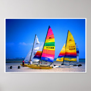 PÓSTER GATOS DE HOBIE EN JERSEY