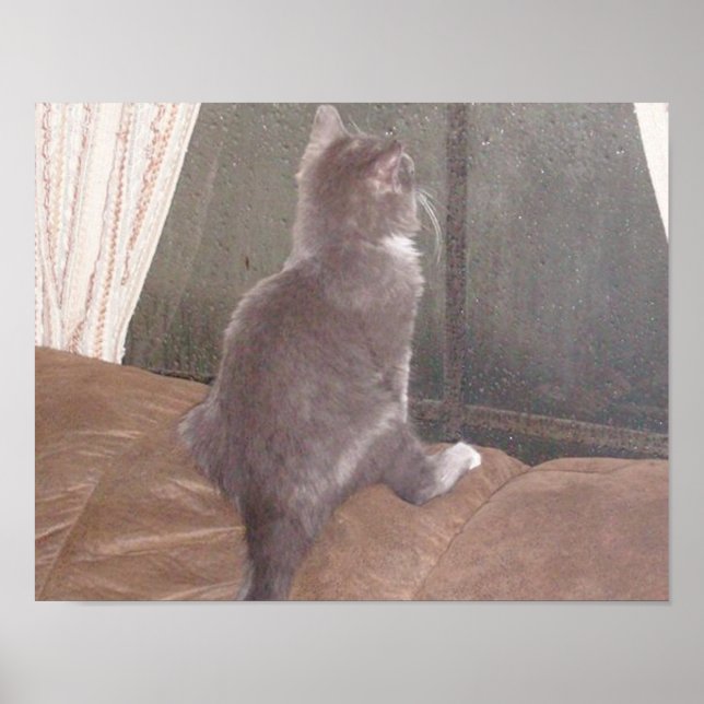 Póster Gatos de vaca 11 (Frente)