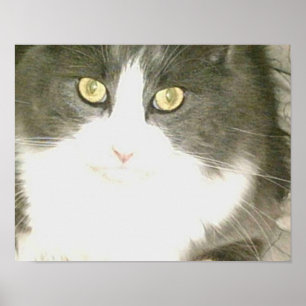 Póster Gatos de vaca 18