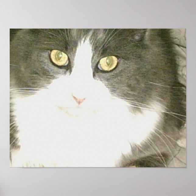 Póster Gatos de vaca 18 (Frente)