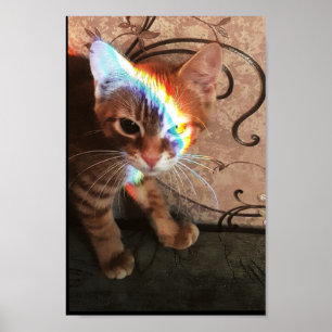 Póster gatos, gatos, graciosos, lindos, gatitos, gatitos,