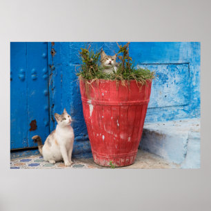 Póster Gatos jugando alrededor, Rabat, Marruecos