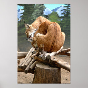 Póster Gatos lince
