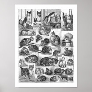 Póster Gatos, Louis Wain