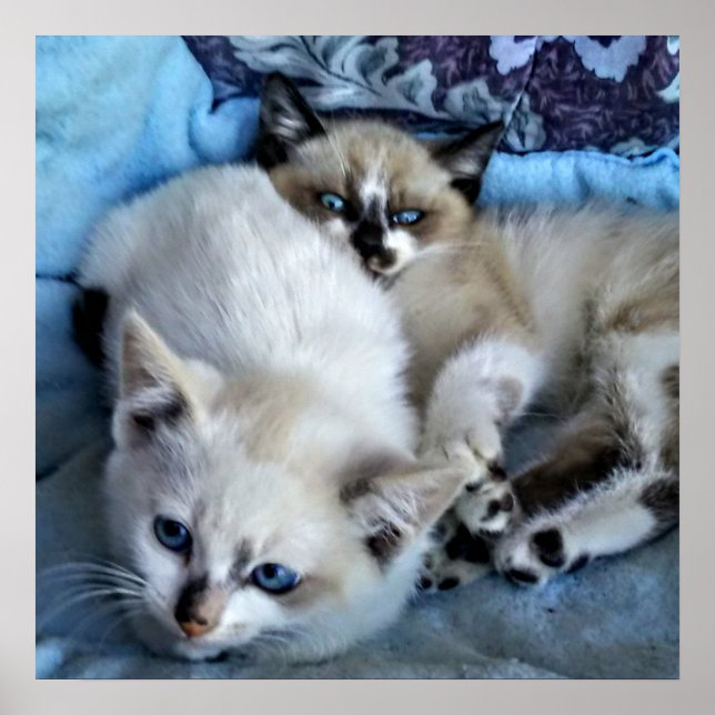 Póster Gatos relajantes (Frente)