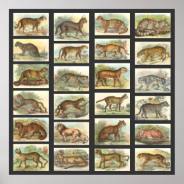 Póster Gatos salvajes