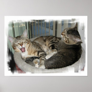 Póster Gatos soñolientos