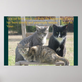 Póster Gatos únicos