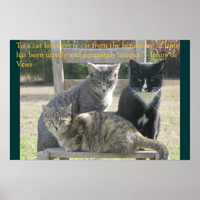 Póster Gatos únicos (Frente)