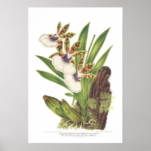Póster Gautieri de Zygopetalum