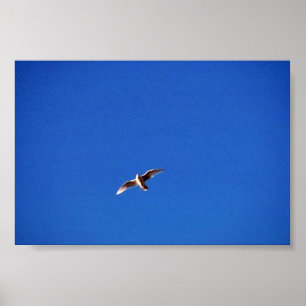 Póster Gaviota