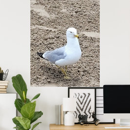 Póster Gaviota
