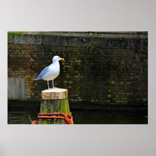 Póster Gaviota
