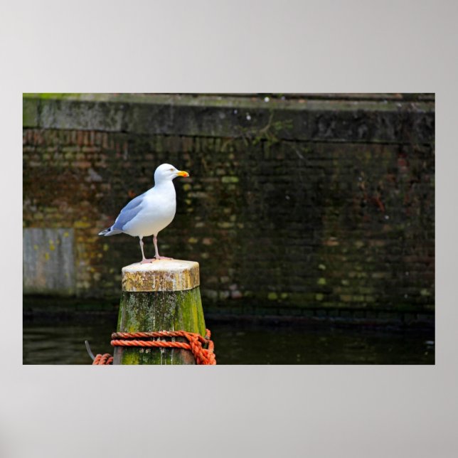 Póster Gaviota (Frente)