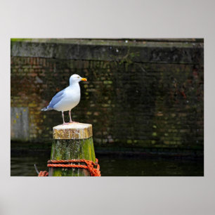 Póster Gaviota
