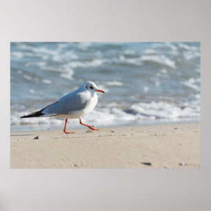 Póster Gaviota
