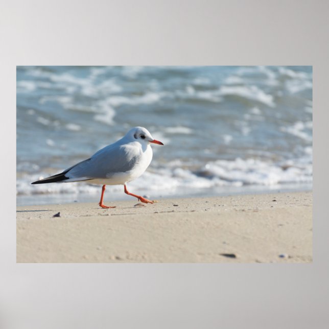 Póster Gaviota (Frente)