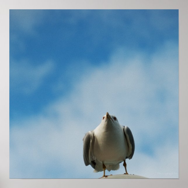 Póster Gaviota Argéntea Grabado (Frente)