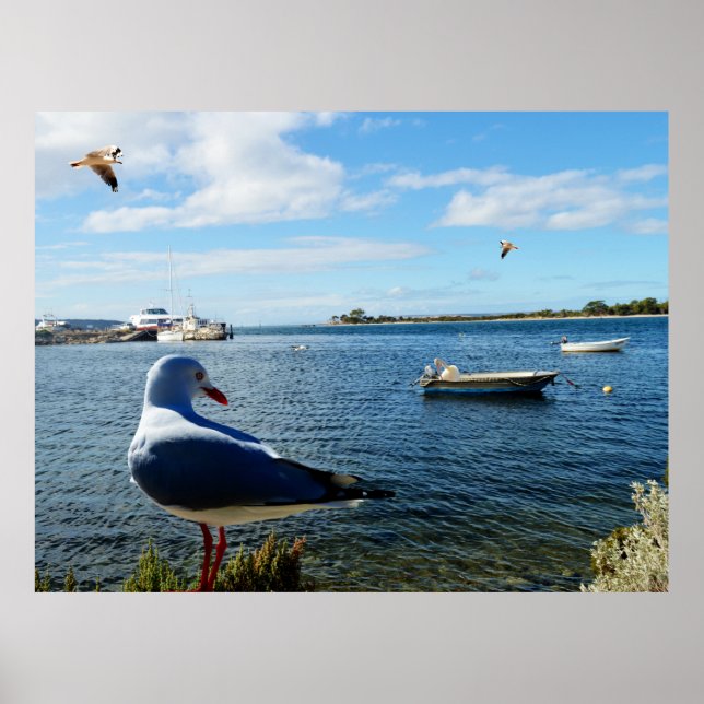Póster Gaviota, Barcos Y El Océano, (Frente)
