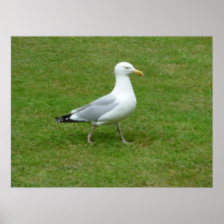 Póster Gaviota caminando por el parque
