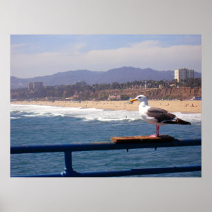 Póster Gaviota cerca de la playa de Santa Monica