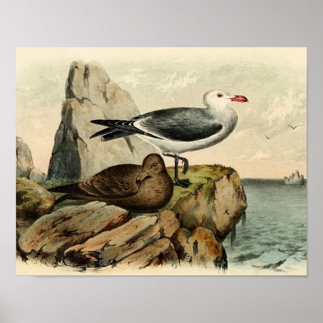 Póster Gaviota con cabeza blanca (Frente)