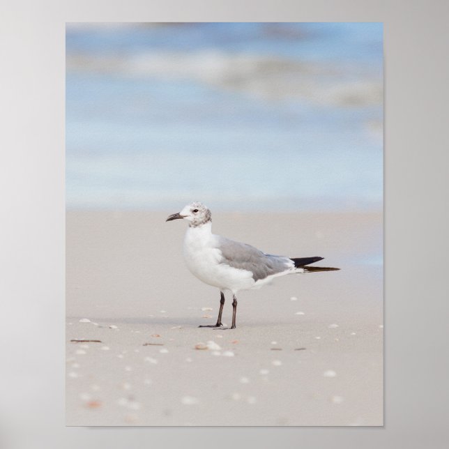 Póster Gaviota con mar azul y conchas marinas (Frente)