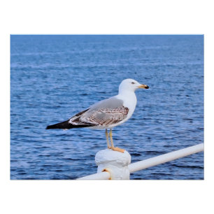 Póster Gaviota Constanta Rumania – Fotografía del Mar Neg
