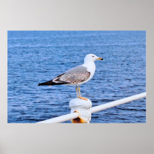 Póster Gaviota Constanta Rumania – Fotografía del Mar Neg