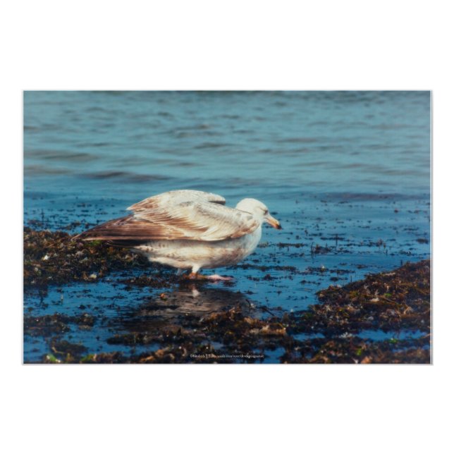 Póster Gaviota de arenque P1046 (Anverso)