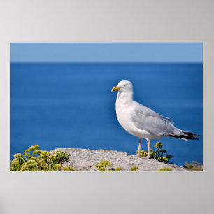Póster Gaviota de arenque parado en la roca