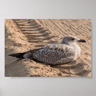 Póster Gaviota de arenques juvenil