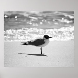 Póster Gaviota de Bonaparte blanco y negro en la playa 16