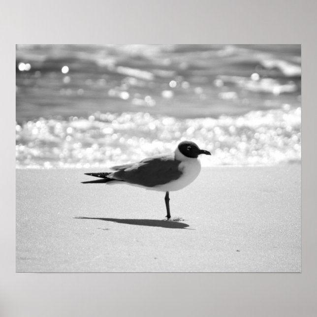 Póster Gaviota de Bonaparte blanco y negro en la playa 16 (Frente)