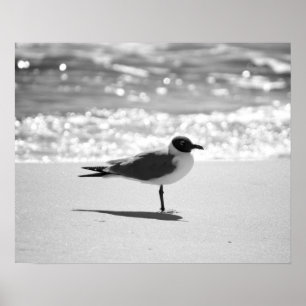 Póster Gaviota de Bonaparte negro y blanco en la playa 16