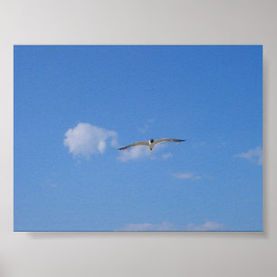 Póster Gaviota del vuelo