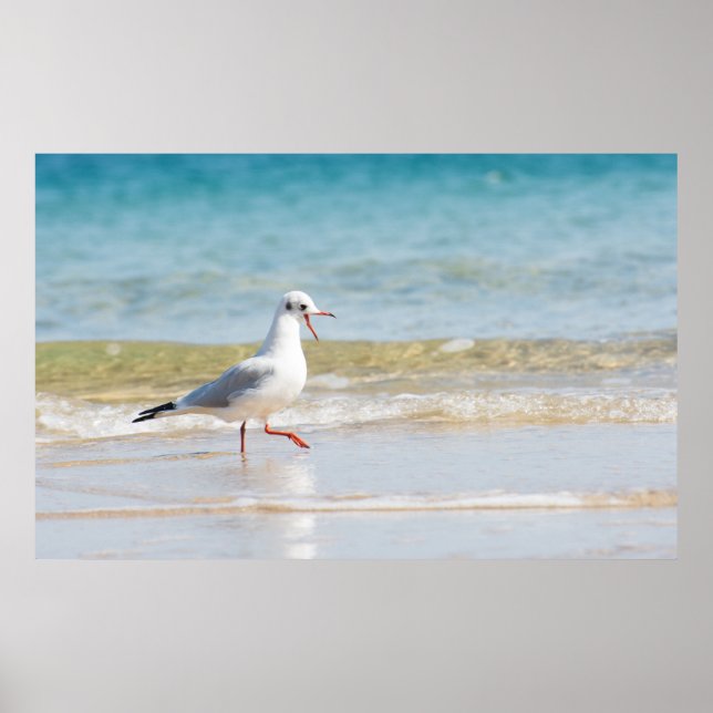 Póster Gaviota divertida (Frente)