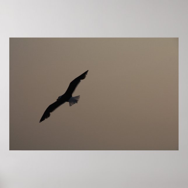 Póster Gaviota en alza (Frente)