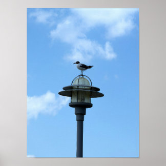Póster Gaviota en cartel de luz