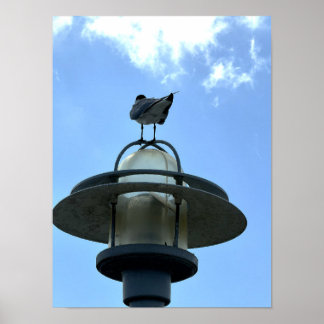 Póster Gaviota en cartel de luz
